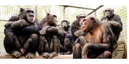 Ausflug mit Kindern - Kinderwagen: großteils geeignet - Mitglieder der großen Schimpansengruppe im Leintalzoo - Leintalzoo
