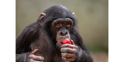 Ausflug mit Kindern - Löwenstein - Schimpansenjunge Leon - Leintalzoo