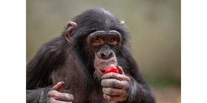 Ausflug mit Kindern - Kinderwagen: großteils geeignet - Schimpansenjunge Leon - Leintalzoo