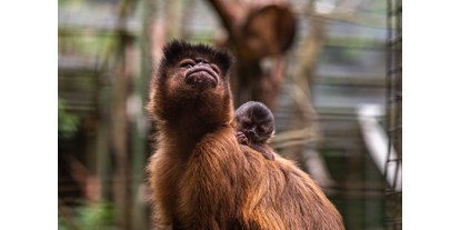 Ausflug mit Kindern - Ausflugsziel ist: ein Tierpark - PLZ 71717 (Deutschland) - Kapuzinerdame Teufelchen mit Baby - Leintalzoo