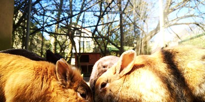 Ausflug mit Kindern - Ausflugsziel ist: ein Zoo - Kaninchen - Leintalzoo