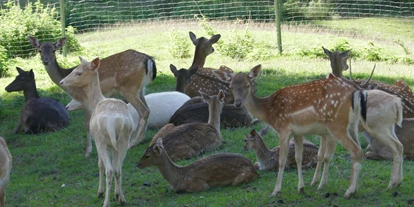 Ausflug mit Kindern - Ausflugsziel ist: ein Tierpark - Schallbach (Landkreis Lörrach) - Wildgehege - Zell im Wiesental