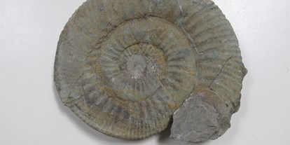 Ausflug mit Kindern - PLZ 3032 (Österreich) - Ein Ammonit aus dem ehemaligen Steinbruch in Wien 13., Ob. St. Veit (Foto M. Götzinger) - Wienerwaldmuseum Eichgraben