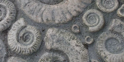 Viaggio con bambini - Schatten: vollständig schattig - Lajen - Symbolbild für Ausflugsziel Fossilienschau. Keine korrekte oder ähnlich Darstellung! - Fossilienschau