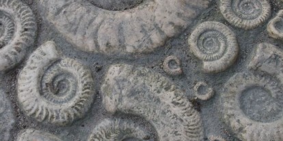 Ausflug mit Kindern - Ausflugsziel ist: ein Museum - Völs am Schlern - Symbolbild für Ausflugsziel Fossilienschau. Keine korrekte oder ähnlich Darstellung! - Fossilienschau