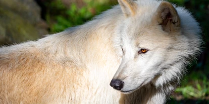 Ausflug mit Kindern - Kinderwagen: großteils geeignet - Polarwolf in der Tierwelt Herberstein - Tierwelt Herberstein