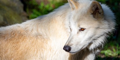 Ausflug mit Kindern - Wörterberg - Polarwolf in der Tierwelt Herberstein - Tierwelt Herberstein