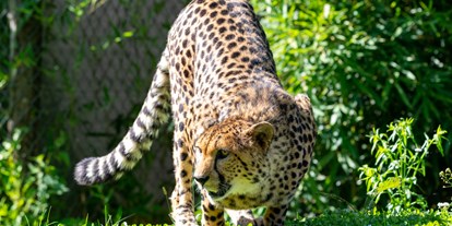 Ausflug mit Kindern - Kinderwagen: großteils geeignet - Gepard in der Tierwelt Herberstein - Tierwelt Herberstein