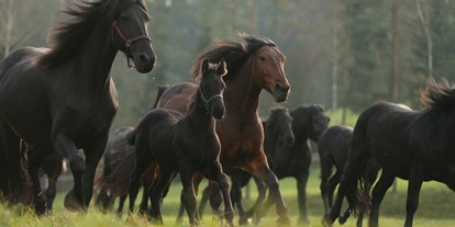 Ausflug mit Kindern - Ausflugsziel ist: ein Bauernhof - Pöllau (Pöllau) - Pferde für die Stutenmilcherzeugung - Bio Stutenmilchgestüt Töchterlehof