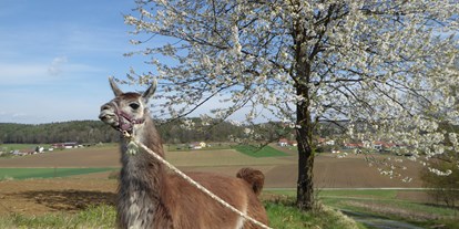 Ausflug mit Kindern - Gschmaier - Lamas vom Elfenhof