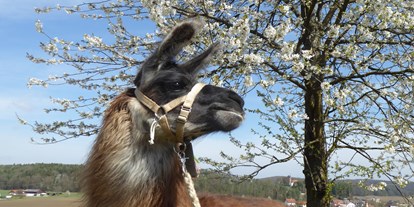 Ausflug mit Kindern - Themenschwerpunkt: Abenteuer - Dörfl (Riegersburg) - Lamas vom Elfenhof