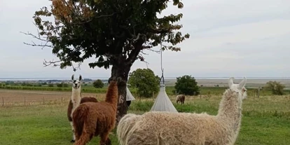 Trip with children - outdoor - Austria - Weide - Striok's Lamas