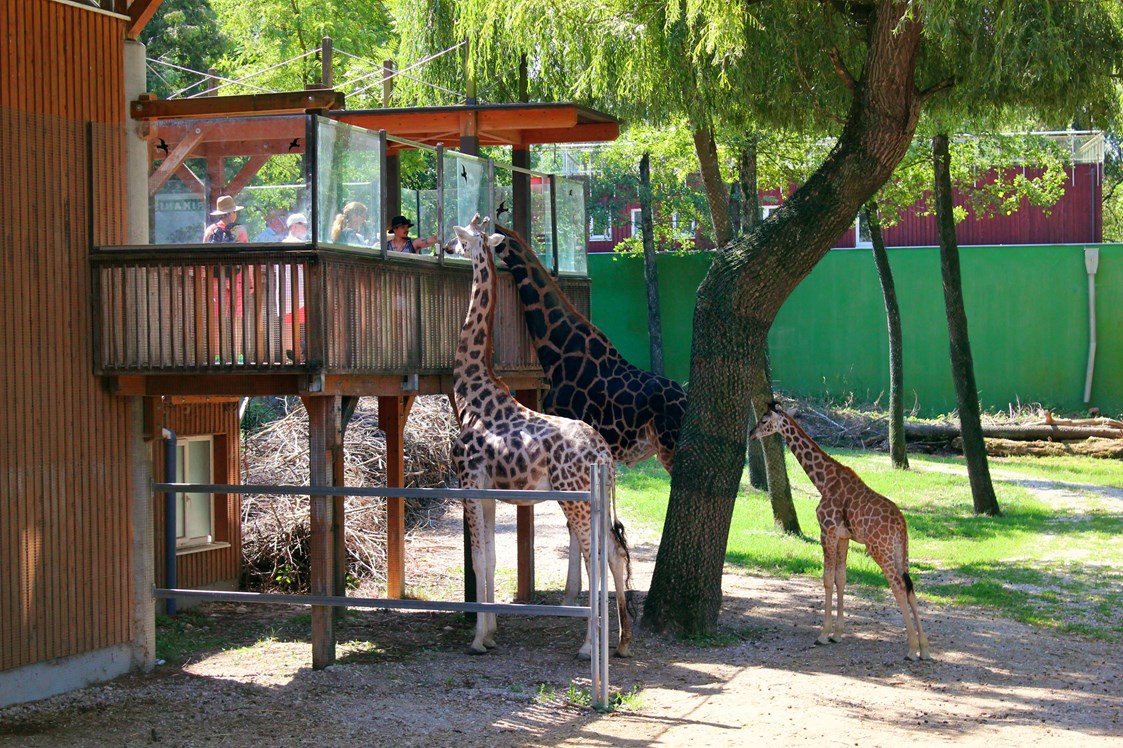 Ausflugsziel: Zoo Schmiding Aqua Zoo