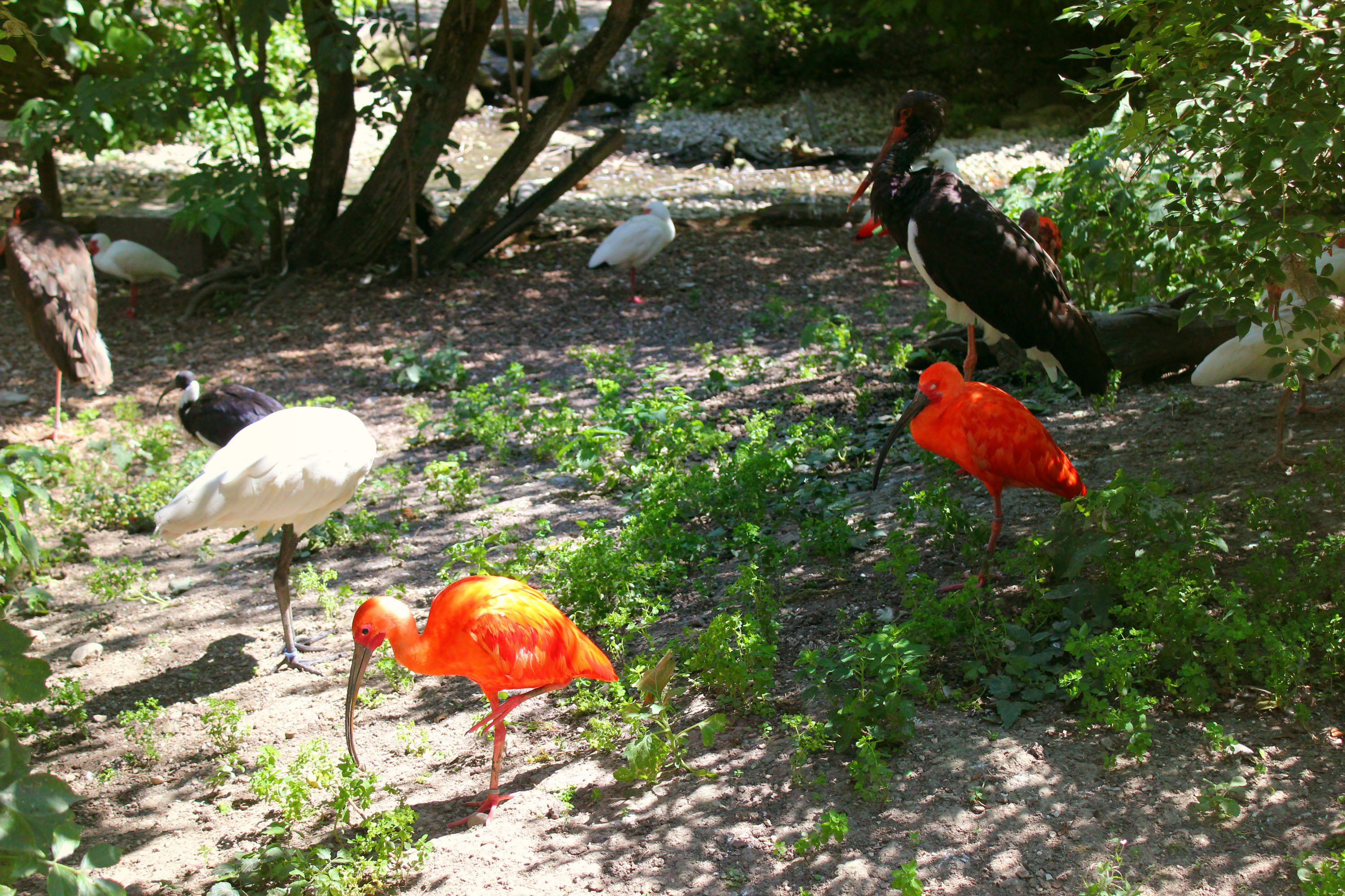 Ausflugsziel: Zoo Schmiding Aqua Zoo