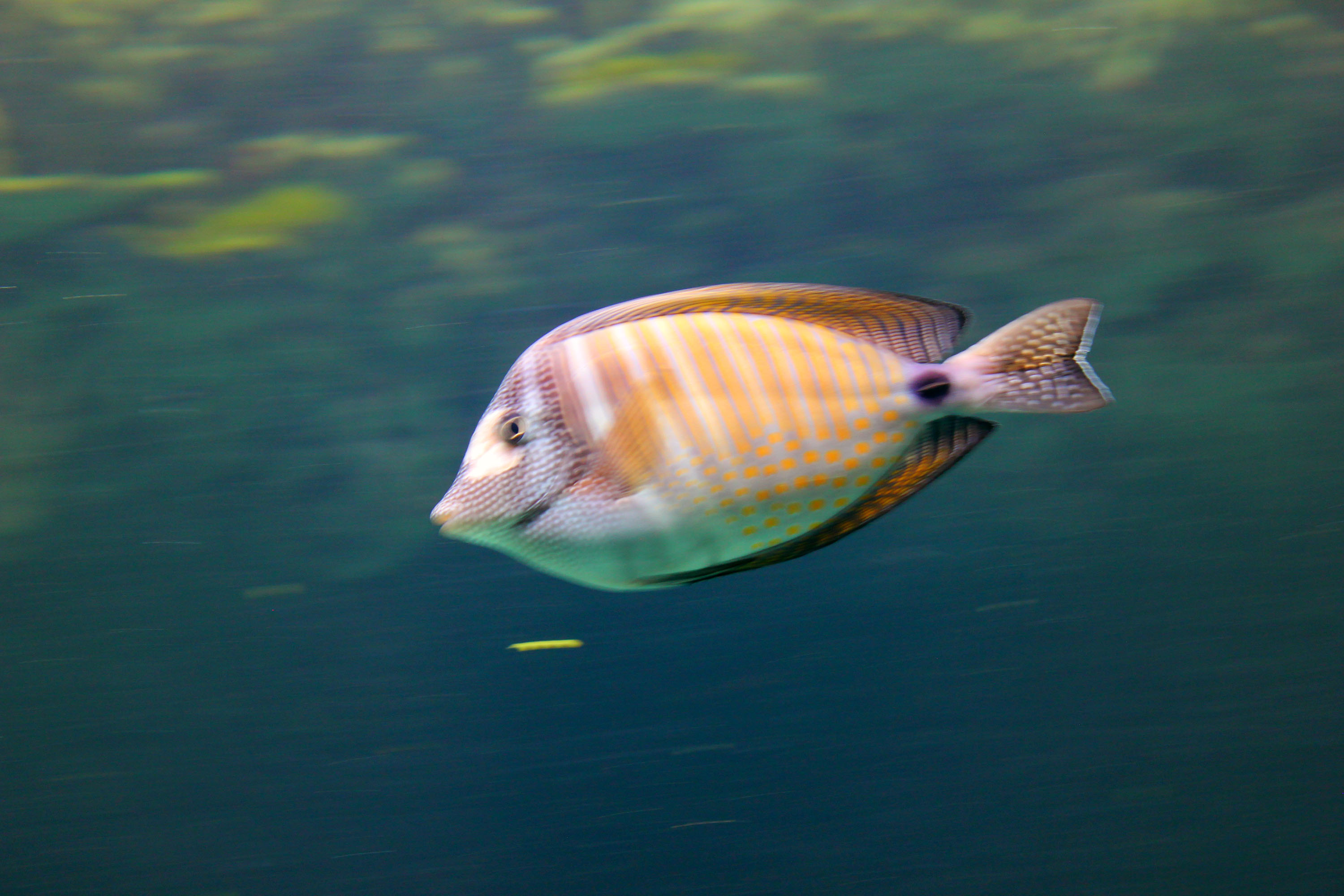 Ausflugsziel: Zoo Schmiding Aqua Zoo