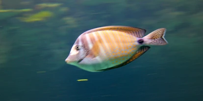 Viaggio con bambini - Kleinzell im Mühlkreis - Zoo Schmiding Aqua Zoo