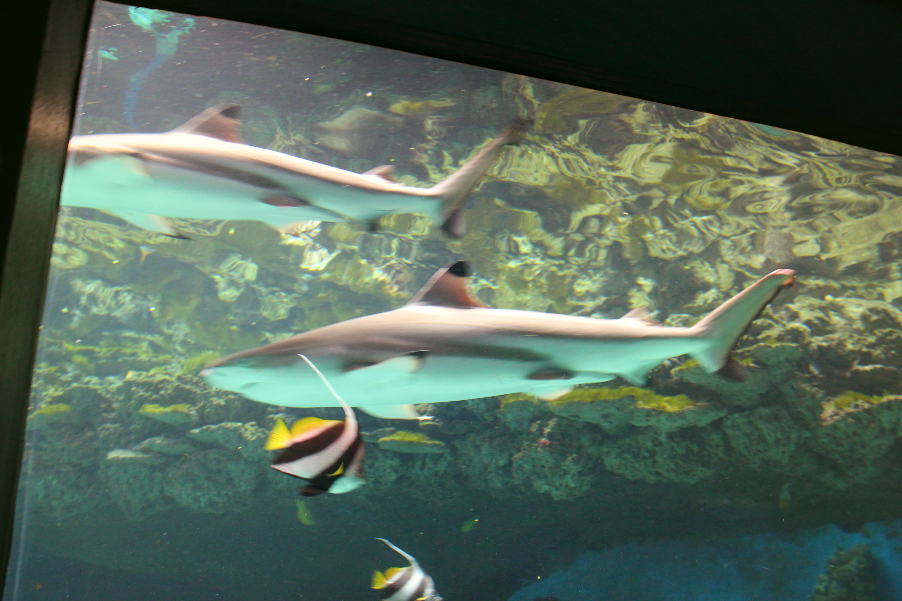 Ausflugsziel: Zoo Schmiding Aqua Zoo