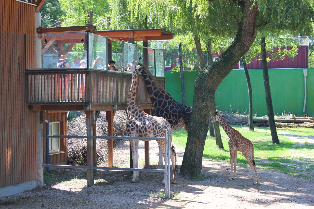 Zoo Schmiding Aqua Zoo Highlights beim Ausflugsziel Giraffen