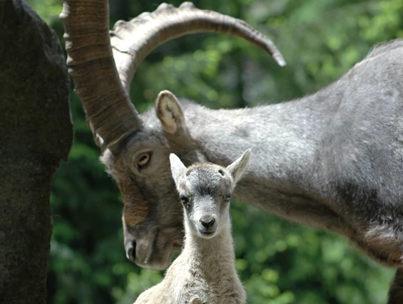 Ausflugsziel: Erlebniswelt & Wildpark Assling - Erlebniswelt & Wildpark Assling