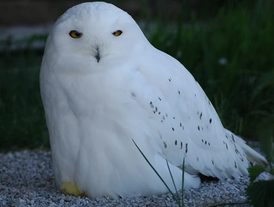 Ausflugsziel: Erlebniswelt & Wildpark Assling - Erlebniswelt & Wildpark Assling