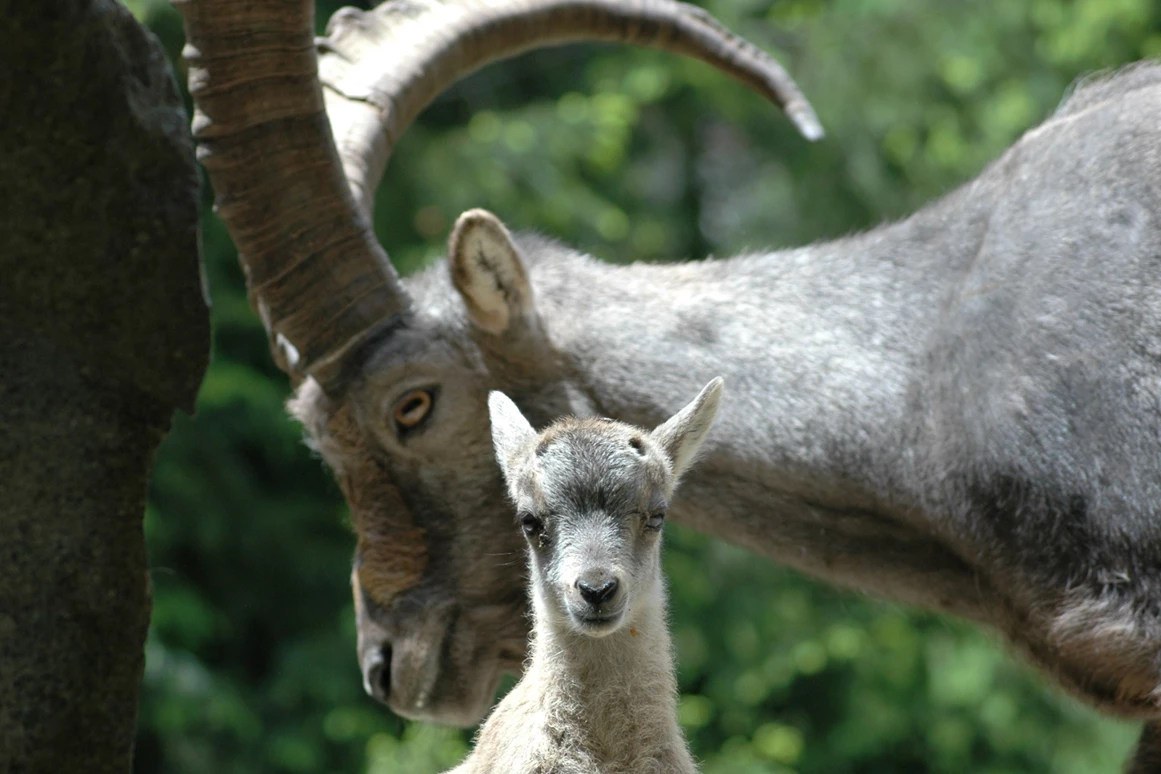 Ausflugsziel: Erlebniswelt & Wildpark Assling