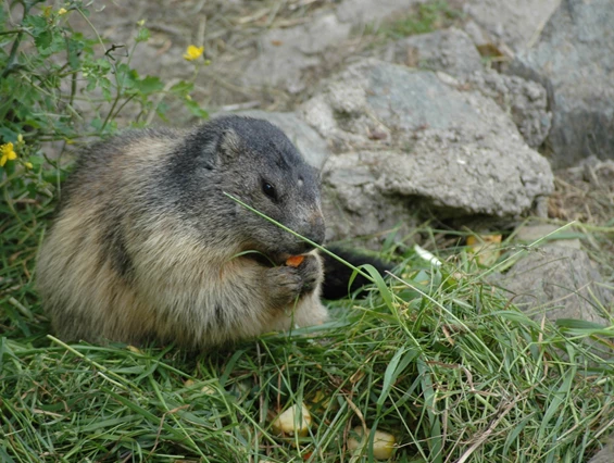 Ausflugsziel: Erlebniswelt & Wildpark Assling