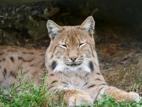 Ausflugsziel: Erlebniswelt & Wildpark Assling