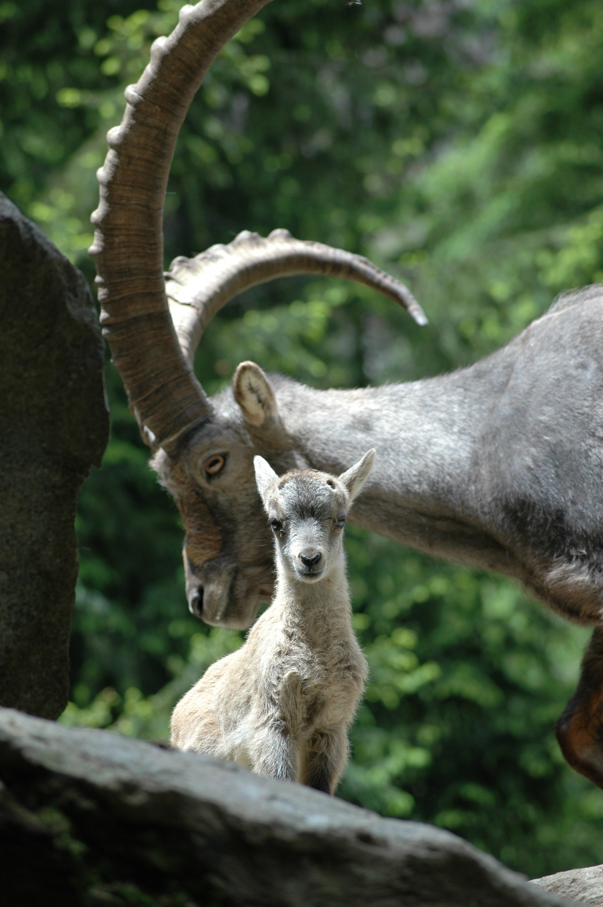 Ausflugsziel: Erlebniswelt & Wildpark Assling
