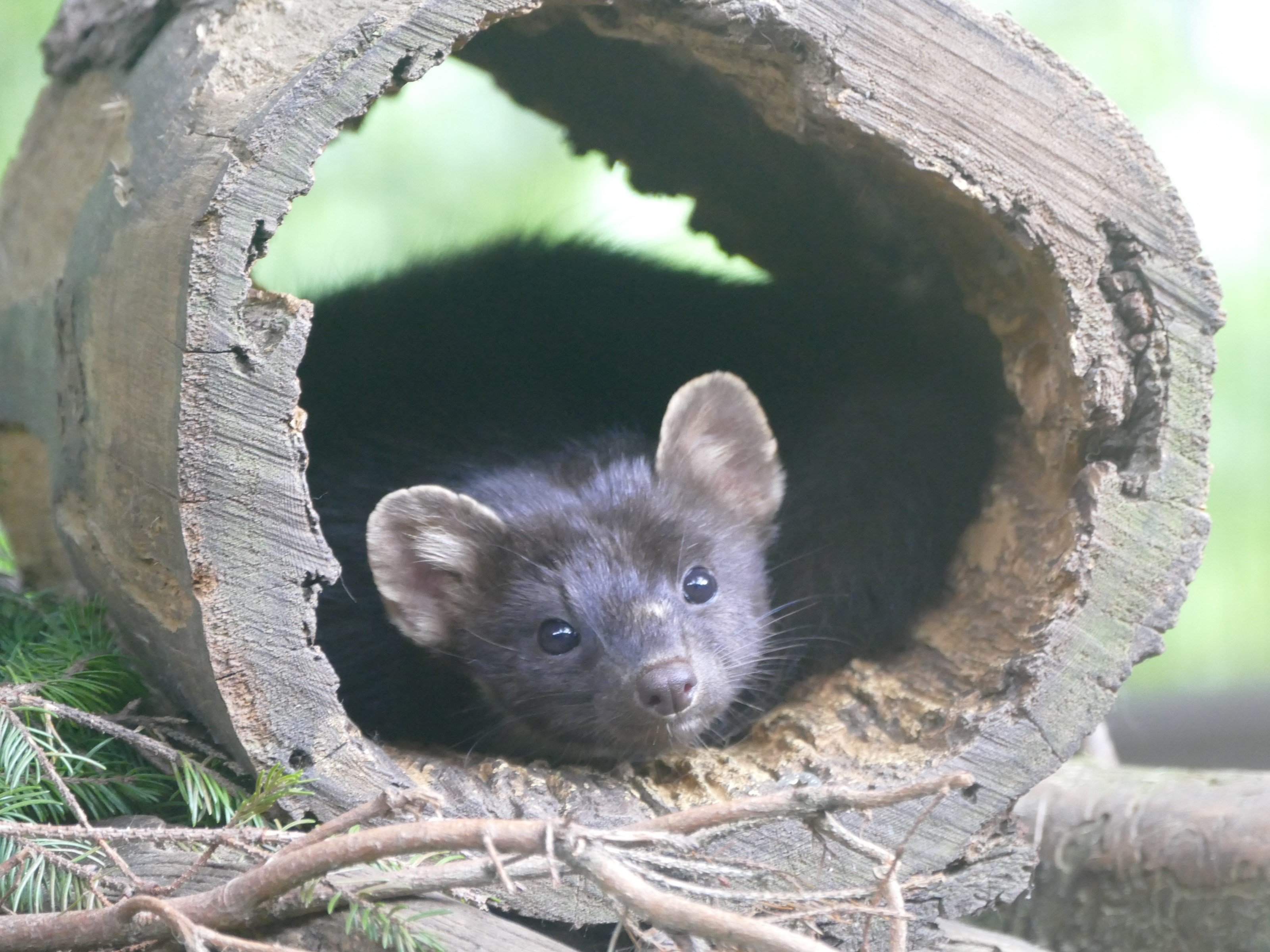 Ausflugsziel: Erlebniswelt & Wildpark Assling