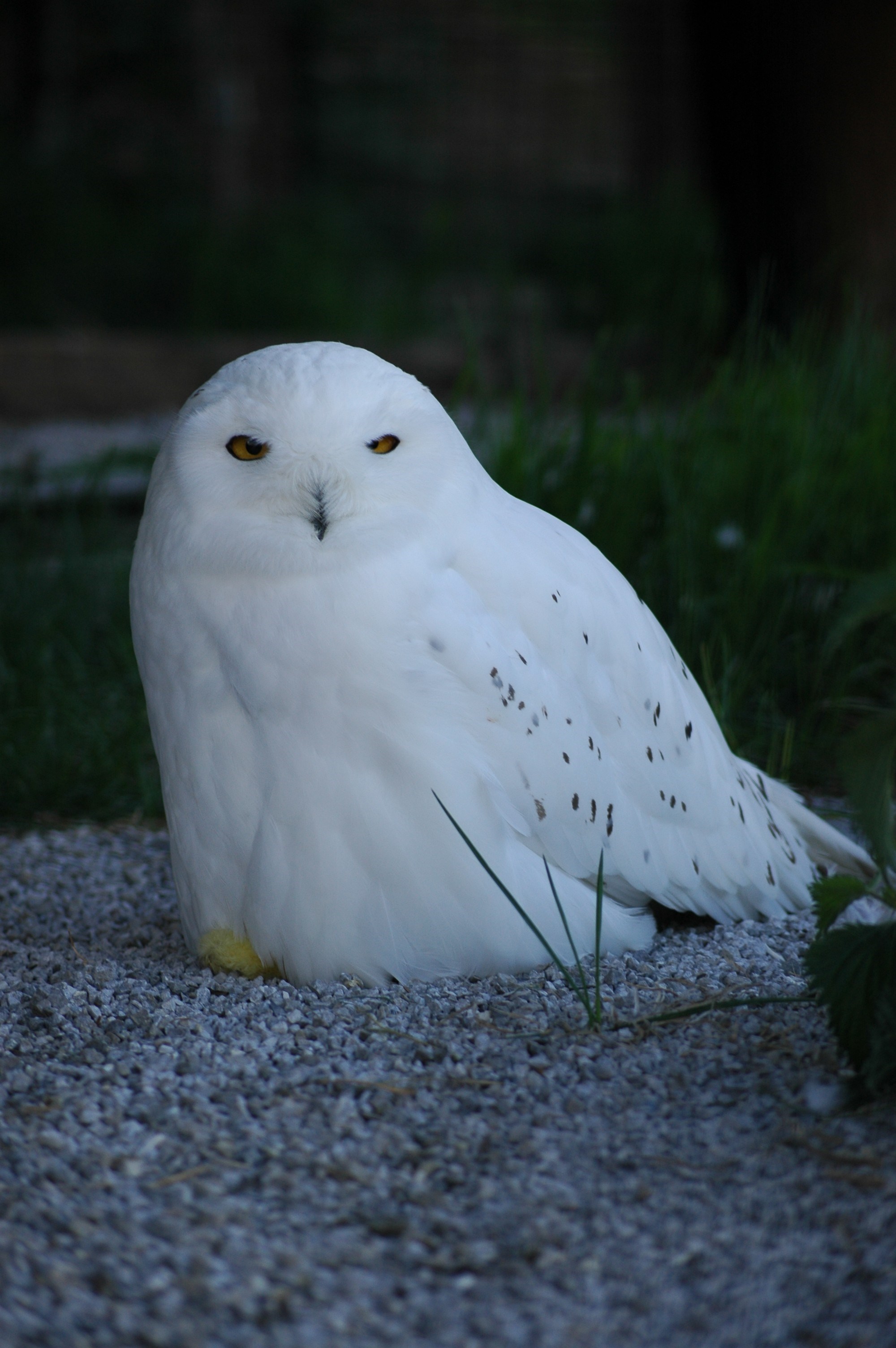 Ausflugsziel: Erlebniswelt & Wildpark Assling