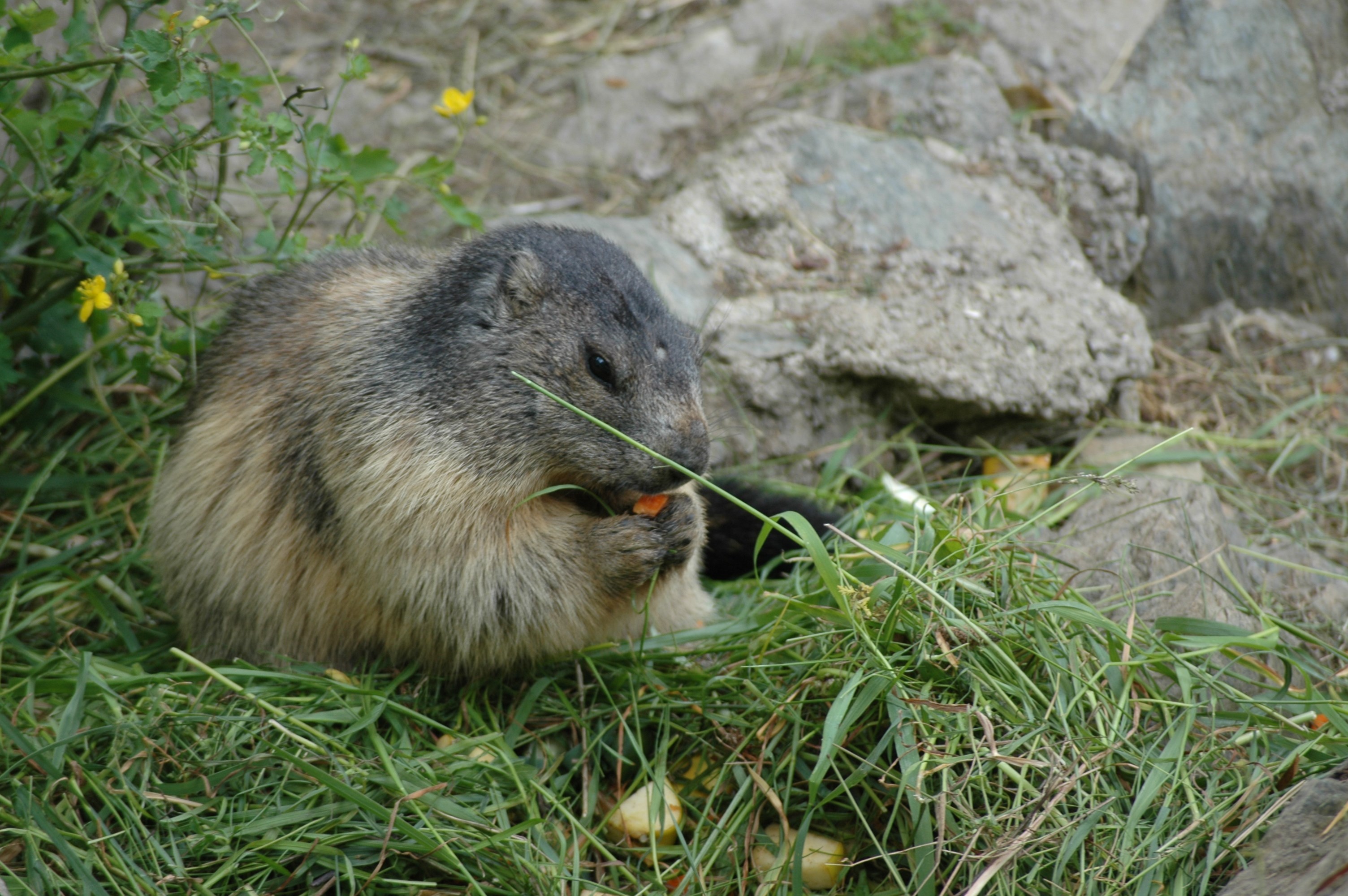 Ausflugsziel: Erlebniswelt & Wildpark Assling