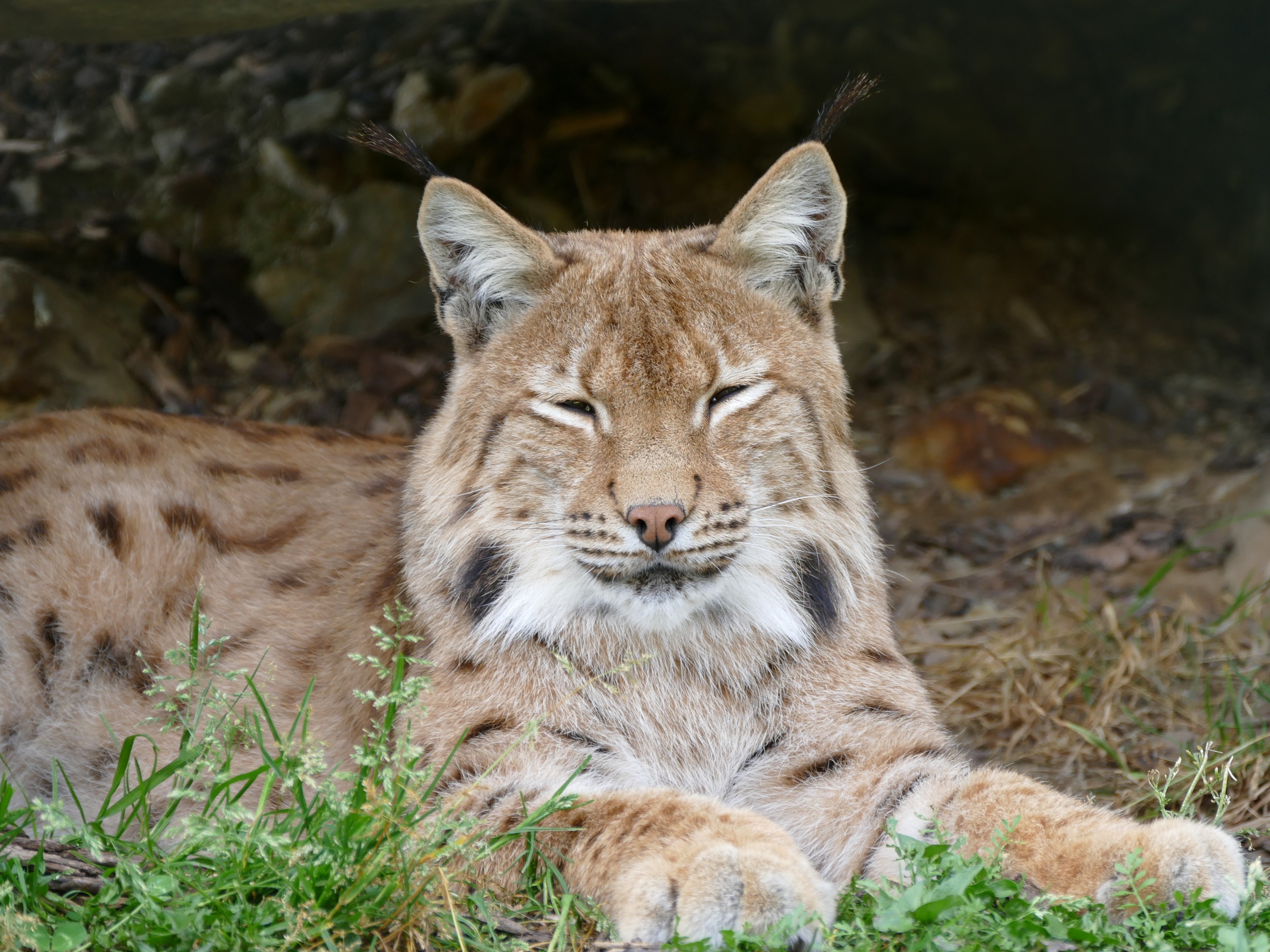 Ausflugsziel: Erlebniswelt & Wildpark Assling