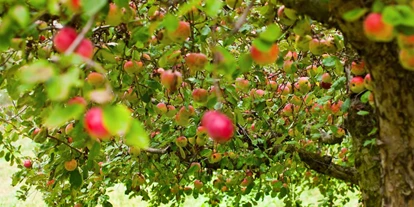 Trip with children - Neukirchen (Altmünster) - Symbolbild für Ausflugsziel Obsterlebnisgarten Lohnsburg. Keine korrekte oder ähnlich Darstellung! - Obsterlebnisgarten Lohnsburg
