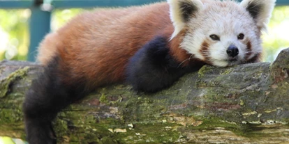 Viaggio con bambini - Kleinzell im Mühlkreis - Zoo Linz