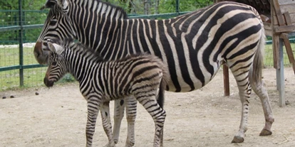 Viaggio con bambini - Kleinzell im Mühlkreis - Zoo Linz