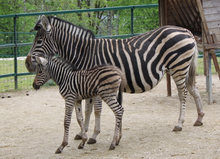 Ausflugsziel: Zoo Linz