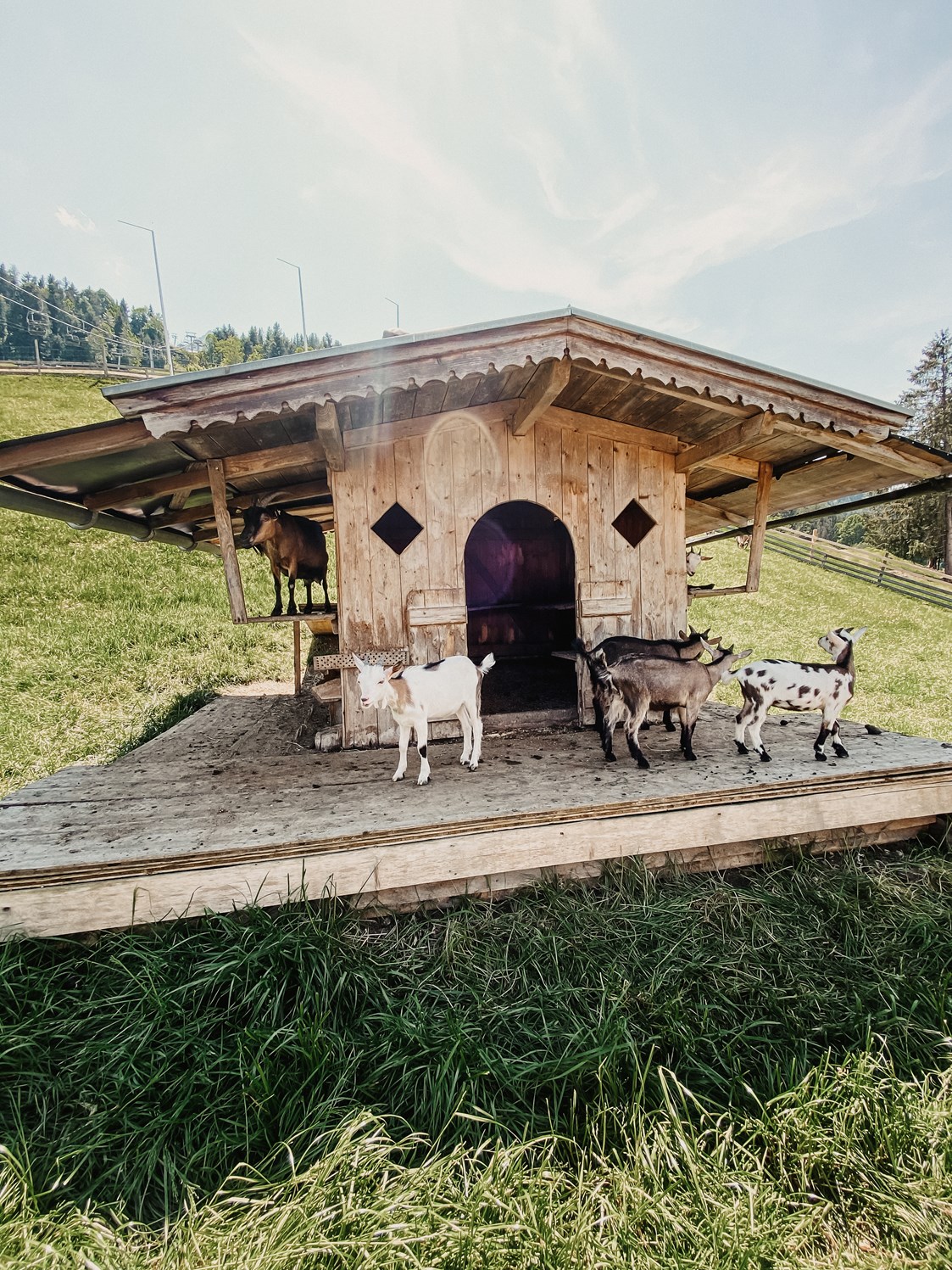 Ausflugsziel: Tiergehege im Freizeitpark Zahmer Kaiser in Walchsee/Tirol - Sommerrodelbahn Walchsee