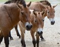 Ausflugsziel: Przewalski Wildpferde im Ötzi-Dorf - Ötzi-Dorf und Greifvogelpark