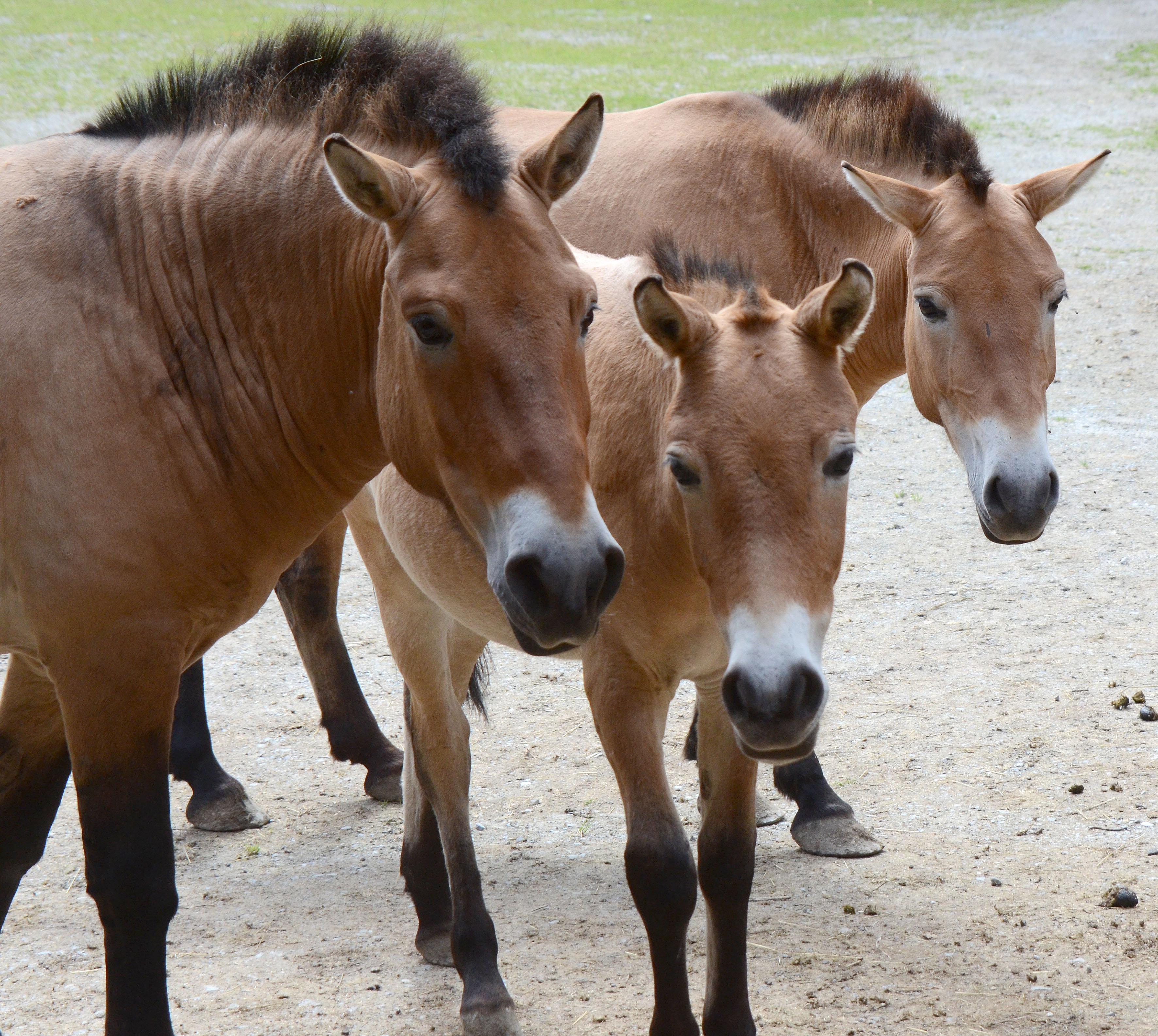 Ausflugsziel: Ötzi-Dorf und Greifvogelpark