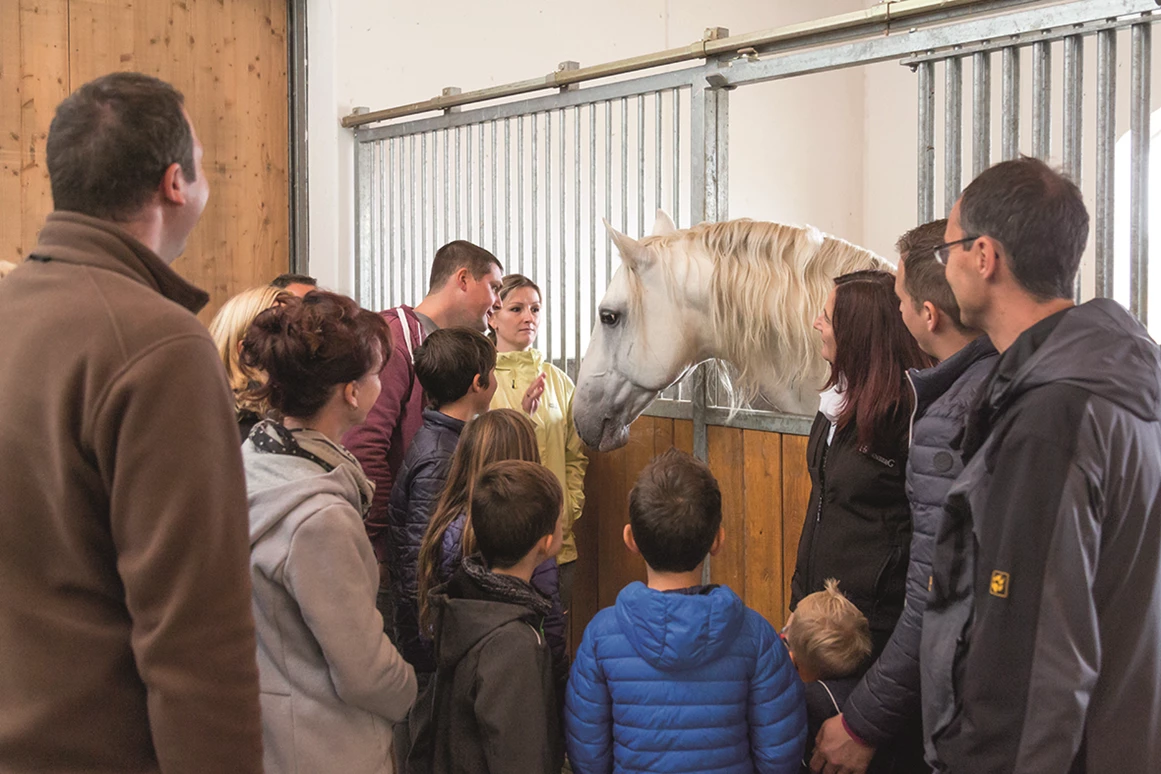 Ausflugsziel: Heldenberg - Lipizzaner Trainingszentrum: Die Lipizzaner der Spanischen Hofreitschule sind im Trainingszentrum am Heldenberg in den Stallungen, im Freigelände und bei der Ausbildung zu besichtigen. Der Heldenberg ist der dritte Standort der Spanischen Hofreitschule neben Piber und Wien. Die Junghengste verschiedener Jahrgänge sind ganzjährig am Heldenberg in den Stallungen zu sehen und werden in der Ausbildung für Vorführungen in der Spanischen Hofreitschule vorbereitet. Ein weiteres Highlight im Trainingszentrum ist die Kutschenausstellung und Lipizzaner-Lehrpfad. - DER HELDENBERG