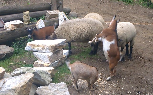 Ausflugsziel: Erlebnis Burgbau Friesach