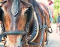 Ausflugsziel: Pferdeschlitten- und Kutschenfahrten Laurin Demetz