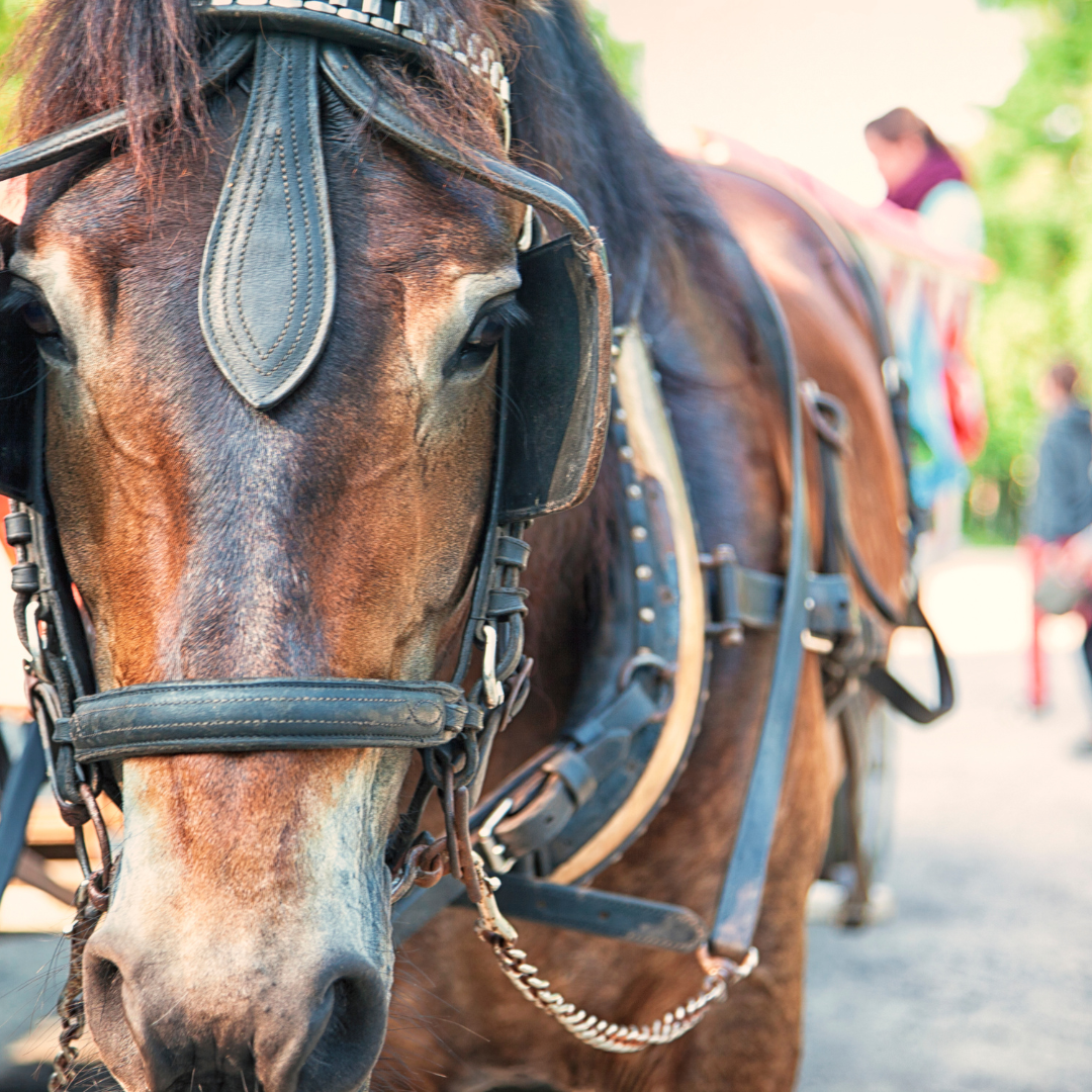 Voyage avec des enfants - Gais (Trentino-Südtirol) - Pferdeschlitten- und Kutschenfahrten Laurin Demetz