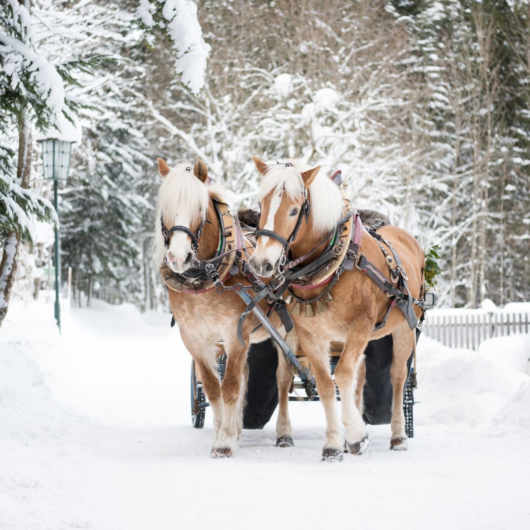 Voyage avec des enfants - Gais (Trentino-Südtirol) - Pferdeschlittenfahrten