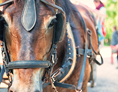 Ausflugsziel: Pferdeschlitten - und Kutschenfahrten Martin Schieder