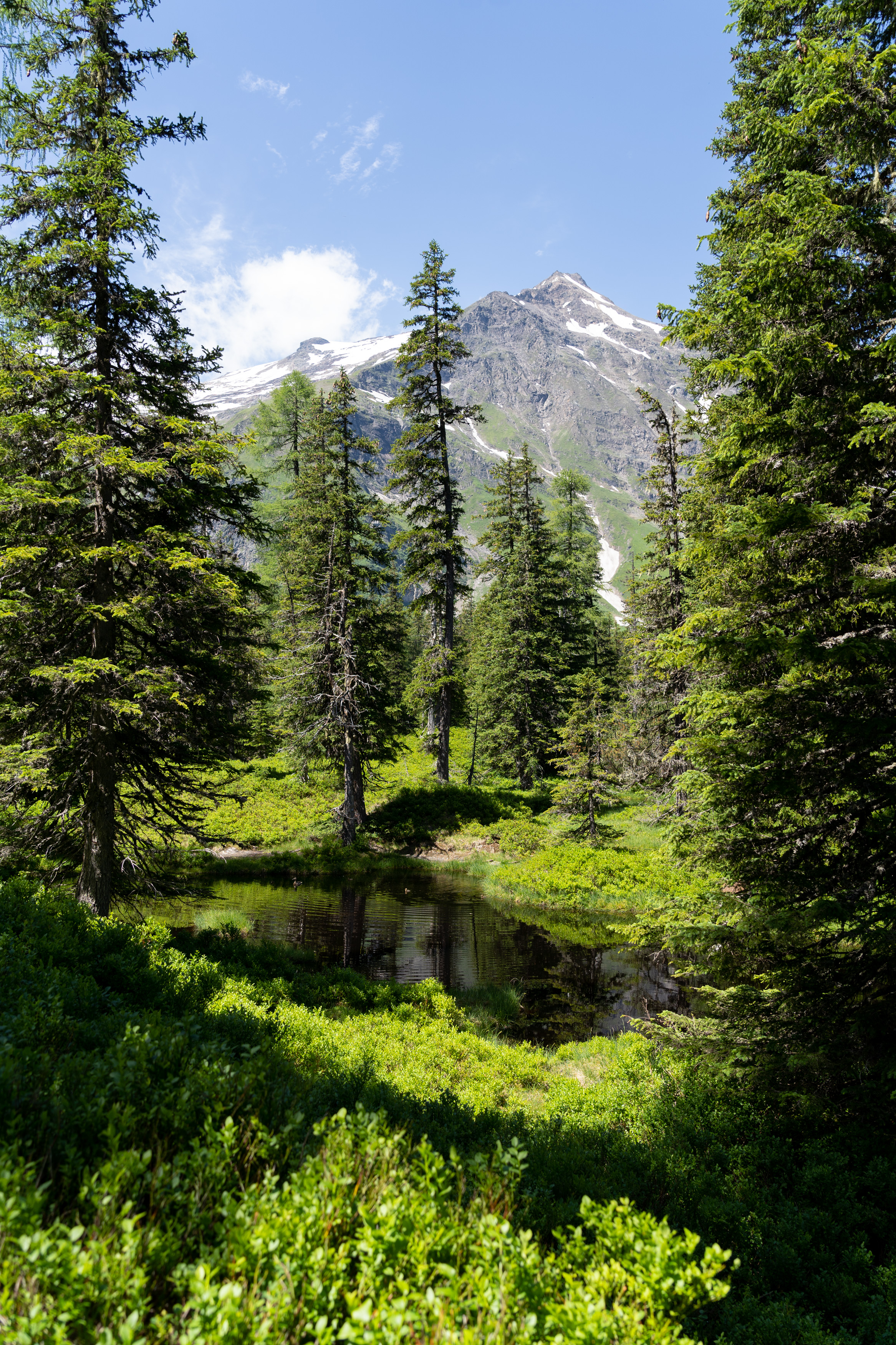 Ausflugsziel: Rauriser Urwald 