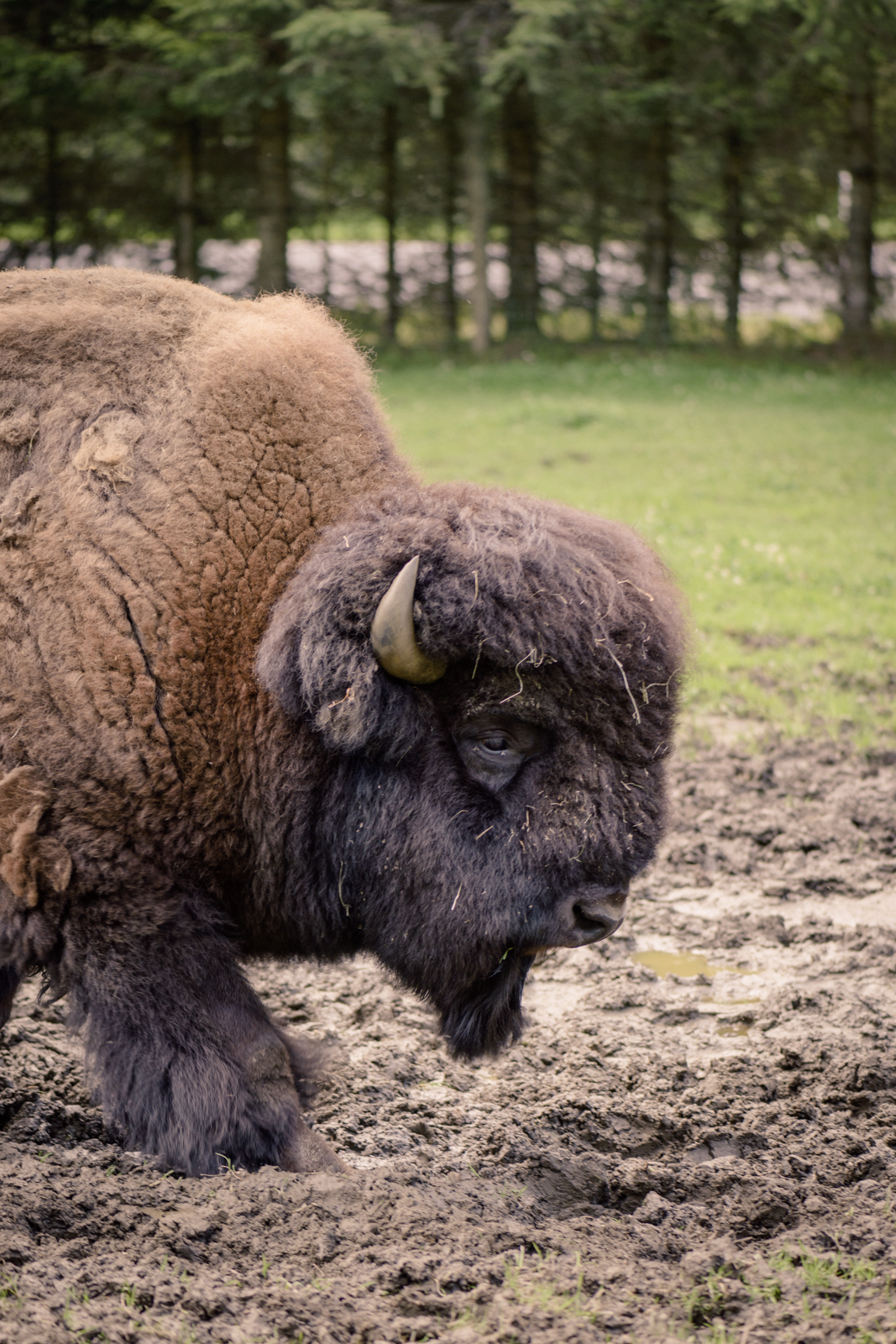 Ausflugsziel: Wild-& Erlebnispark Ferleiten