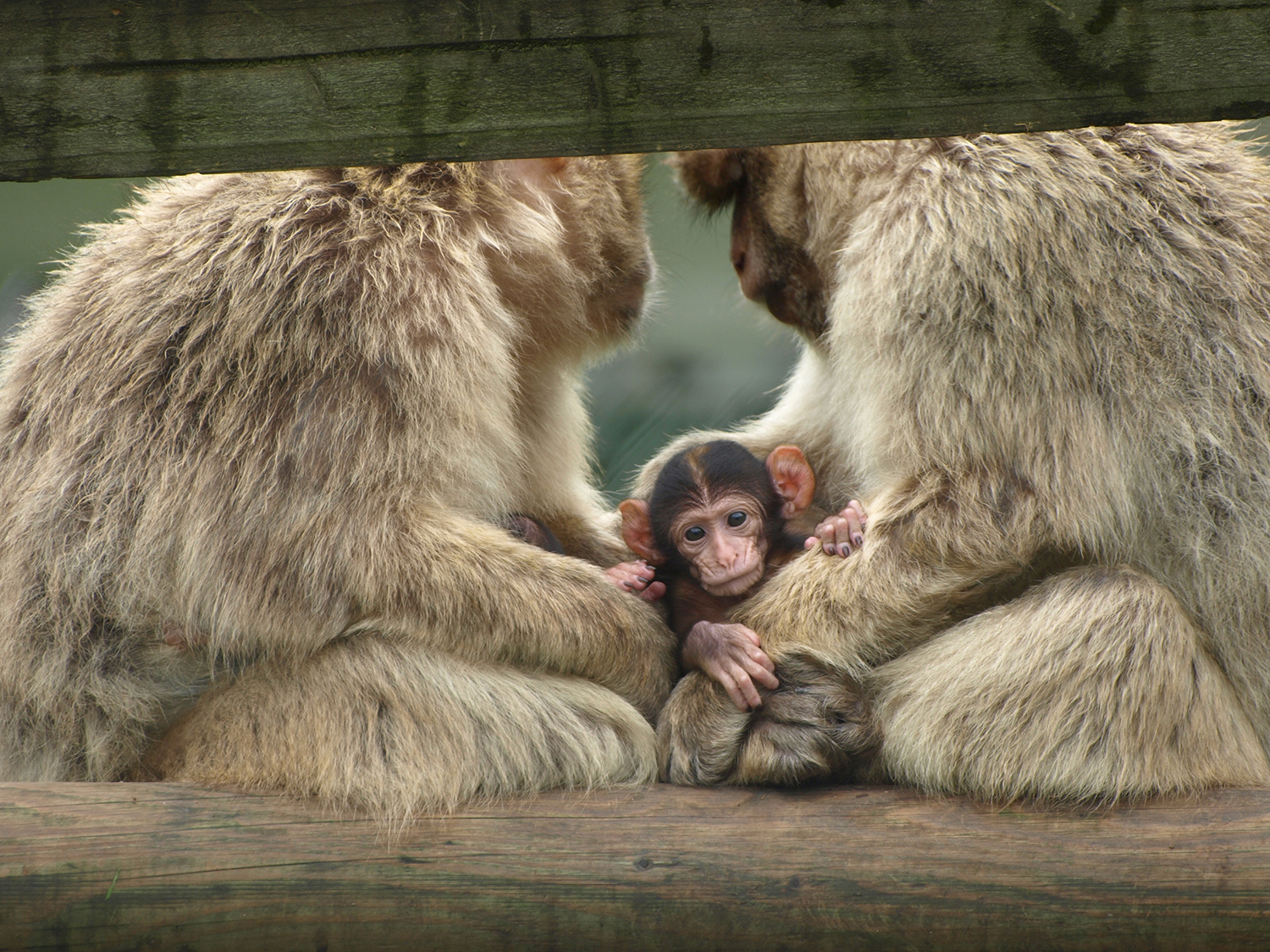 Ausflugsziel: Raritätenzoo Ebbs
