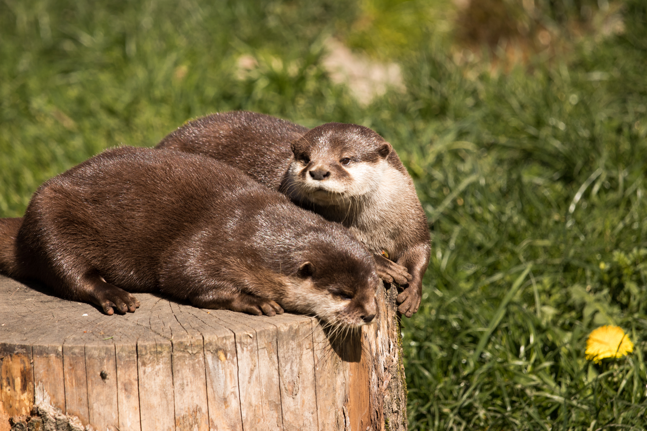 Ausflugsziel: Raritätenzoo Ebbs