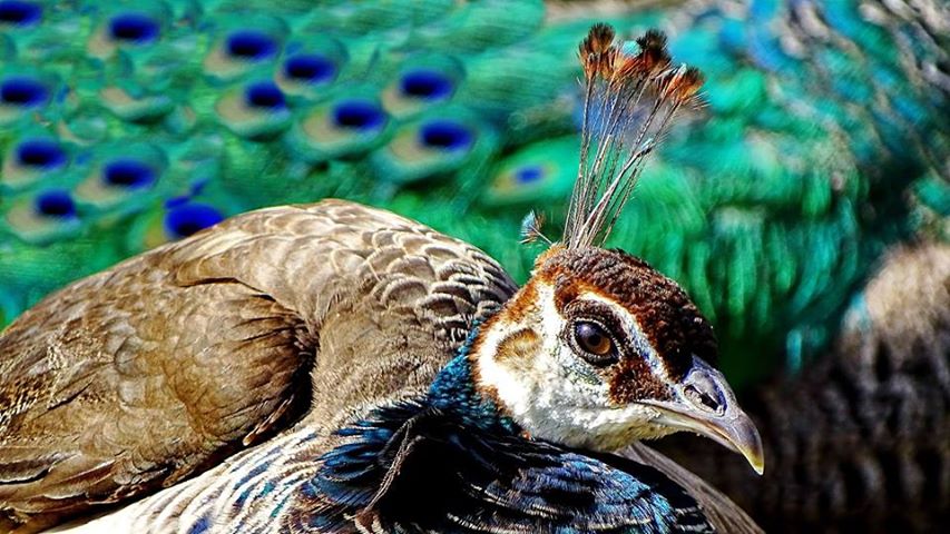 Ausflugsziel: Raritätenzoo Ebbs